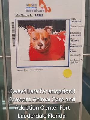 the shelter is critically over crowded! we need your help! adoptions are free! fostering is free!! Broward Animal Care and Adoption Center Fort Lauderdale Florida #volunteer #browardcounty #southflorida #fosteringsaveslives #bullybreeds #shelterdog #rescueismyfavoritebreed #adoptdontshop #shelterdogsoftiktok #bullybreedsoftiktok 