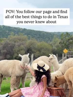 😍Adorable Alpaca Experience in Texas 🦙 Tierra Prometida located near @visitwimberley host the cutest tours imaginable! You can meet and interacted with their herd of 90 alpacas. They were all so friendly and cuddly and I left the ranch with a new alpaca obsession! 🥰 You can book a tour on their website. @rhondadeschner Comment “Link” and I’ll send you their booking link + my full list of things to do in Wimberley 🗺️ Follow @ourtxhillcountryadventure for more TX hill country recommendations #txhillcountry #texastodo #wimberlytx #wimberley #wimberlytexas #texasthings #texastravel #texasblogger #txfamilyfriendly #atx #satx #hillcountry