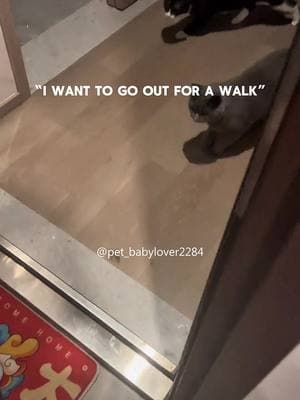 The cat’s reaction after seeing the door open🤣😻 #cat #cats #cutecat #catlover #catsoftiktok #fyp #fypシ #funny #funnycat #foryou #foryoupage #funnyvideos #funnyanimals #funnytiktok #kitty 