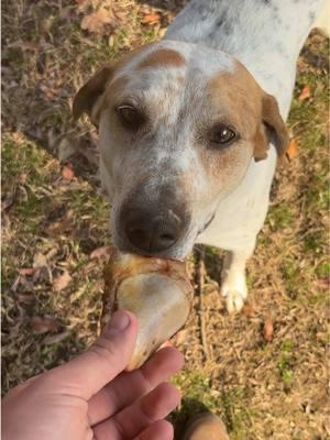 Cow Kneecap Chews. Dog Treats #dogtreats #cowkneecap #highinprotein #highproteindogtreats #cattle #dogsofttiktok 