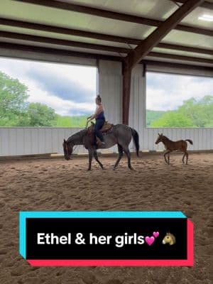 Ethel & her girls💕🐴 #broodmares #foalingseason #mareandfoal #foalsoftiktok 