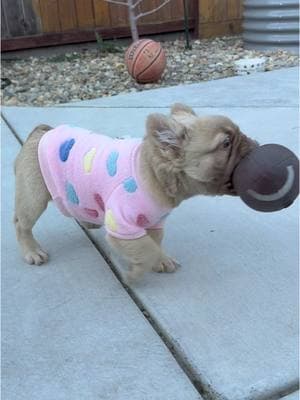 Frenchie Football time🧸🏈🏈    #frenchie #frenchiesoftiktok #frenchiepuppy #frenchbulldog #frenchielife #frenchielove #frenchiebaby #frenchietok #frenchiesofinstagram #rojofrenchie #merle #fluffyfrenchiesoftiktok #fluffyfrenchies #SuperBowl #footballtiktok #frenchbulldogpuppy #puppytok #puppydog #puppytiktok #frenchbulldogpuppy #frenchbulldoglife #frenchbulldoglife #frenchbulldogworld #frenchy #bulldogtiktok #bulldogfrances #bulldogsoftiktok😍🐶 #bullypuppy #bullybreedsoftictok #viralvideo #fypageシ #bullybreeds  