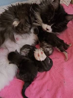 Newborn Maine Coon kittens Boots x Kimba DOB 2-9-25 #windyhillpets.com #kathyskattery #mainecoonkittens #newbornkittens #newbornphotography #tinykittens #babykittens 