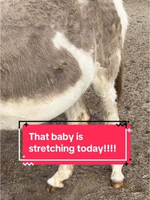 Baby is starting to stretch! Maybe we’ll have a baby sooner than we thought! #donkey #donkeylife #equine #horse #baby #babydonkey #pregnant #stretch 