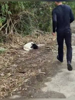 Man rescued a family of dogs #rescue #animal #animalsoftiktok #rescueanimals #rescuedog #dog #dogsoftiktok #puppy 