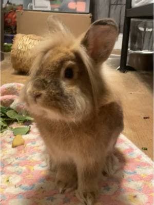 Roger is #socute #aww #bunny #rabbit #bunnytok #lionhead #animalrescuer 