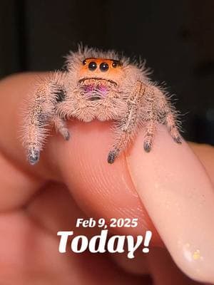 Velma a year ago! Papaya now!! Her baby looks just like her 😍#onthisday #jumpingspider #myspooders #jumpingspideroftiktok #phidippusregius #regaljumpingspider #PetsOfTikTok #babiesoftiktok #papaya #velma 