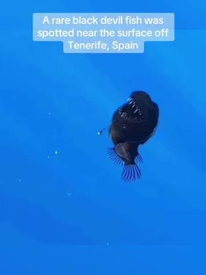 A rare black devil fish was spotted near the surface off Tenerife, Spain—possibly a first-ever sighting in daylight. Typically, the fish is found in the depths of the ocean, between 200 and 2,000 meters deep. #rarefish #blackfish #devilfish #blackfishdocumentary #spain 