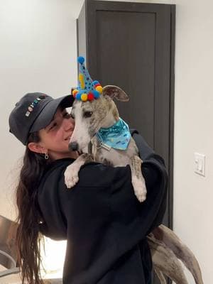 celebrating my tiny man’s 1st birthday 🥲😭❤️❤️🥹 #dogbirthday ##dogmom##whippetsoftiktok##dogparty##birthday##whippetdog