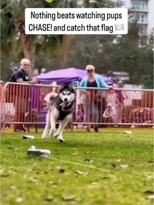 Nothing beats watching pups CHASE! and catch that flag 🏳️🐾 #DoggoFun #MondayFunday #PawsInThePark