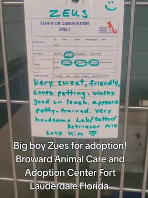 he's beautiful! Zues needs a home! will it be yours? broward animal care and adoption center Fort Lauderdale Florida #fosteringsaveslives #bullybreeds #bullybreedsoftiktok #shelterdogsoftiktok #adoptdontshop #rescueismyfavoritebreed #shelterdog #southflorida #browardcounty 