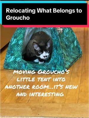 Relocating items makes them all new #groucho #devonrex #catsoftiktok #catbehavior #stevedale #stevedalepettips 