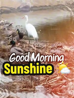 #goodmorning #buenosdías #paratii #paratii #blessed #gratitude #naturaleza #nature #fyp #egret #motivational #motivacional #motivationalchatsoytejana #johndenver #sunshine #sunshineonmyshoulders #Love #lovely #loveyourself❤️ 