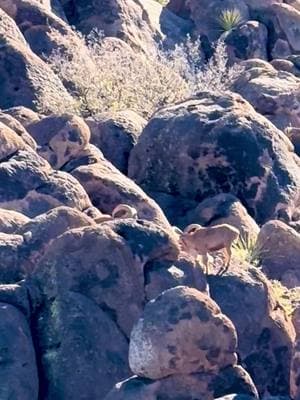 West Texas Aoudad Sheep Come Hunt H.E. Sproul Ranch  #royhurley #sproulranch #hunthesproulranch #kuiu #kuiunation #kuiu_official #ranchlife #KeepRanchin #foryoupage #outdoorsmans #aoudad #aoudadhunting #westtexasaoudad 