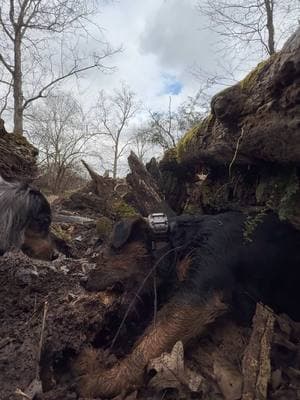 Mouth full of mud and bark.  #jagdterrier #terrier 