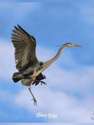 Blue Heron landing elegantly and smoothly  . . . #blueheron #elegant #wildlife #beautiful 