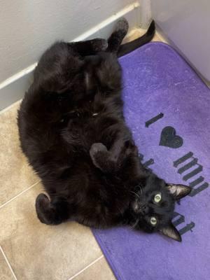 In case you need something to make you smile today, here I am with my soft belly! 😻🖤🐈‍⬛ I really do love belly rubs and hangin' out with my belly up. 😺 It makes Meowmy smile, and I hope it makes you happy too! #happycat #happykitty #catbelly #bellyrubs 