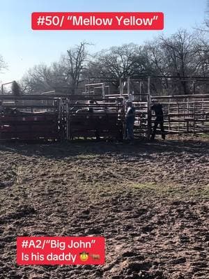 He’s a bucker like his daddy.. 🤠🐂❤️ #ranchlife #roughstockwearco #buckingbulls #bullriding #texas #smalltownliving #roughstocklife #westerninfluencer #rodeolife #countryliving #bullriders #viral #bossbabe #roughstockwife 