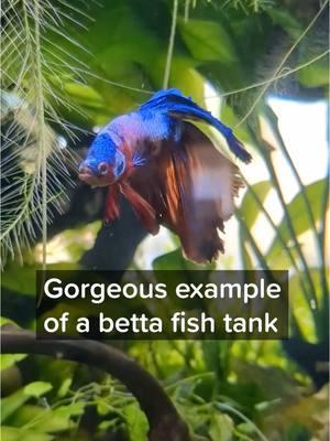 @Amber's Chinchillas shared this footage of their stunning betta fish aquarium, which is such a beautiful example of a healthy, enriching environment. It’s 20 gallons and filled with live plants and tank mates like snails and shrimp which give Guppy (the betta) plenty of stimulation and space to swim and explore. If you’d like to share pictures or videos of a healthy betta fish tank setup, please send a message. #betta #bettatok #fishwelfare #fishkeeping #aquarium 