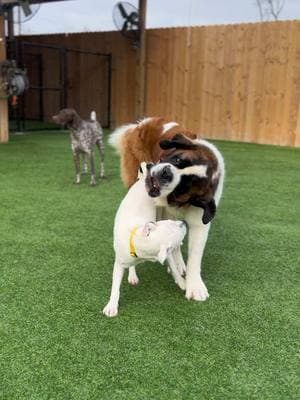 every big buddy needs a small bestie  #pawmspetresort #pawmshuntsville #pawms #doggydaycare #dogsofttiktok #dogtok #doggydaycarelife #dogsoftiktokviral #dogbestfriend #dog #besties #saintbernard #puppy #puppytiktok #doglife 