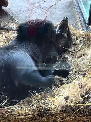 Monday mood…Muniri the Andean bear getting comfy in a cozy nest.  Because Andean bears are native to the Andes mountains, an ecosystem with a variety of climates and habitats where food is available year-round, they don’t experience torpor like North American bears.  #potawatomizoo #zoo #andeanbear #bear 