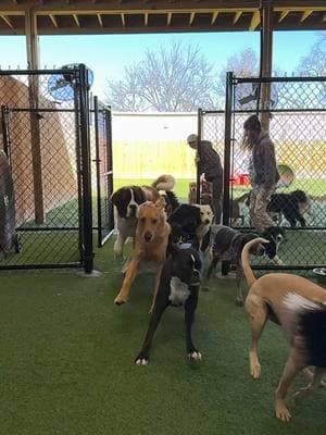 #pawmspetresort #pawmshuntsville #pawms #doggydaycare #doggyanthem #dogsoftiktok #dogsoftiktokviral #dogtok #doglife #doglover #dogslowmo #slowmotion 