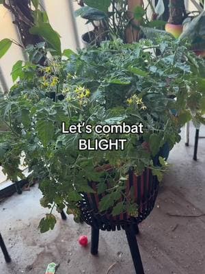 Trim those tomato plants! #garden #tomatoplants 