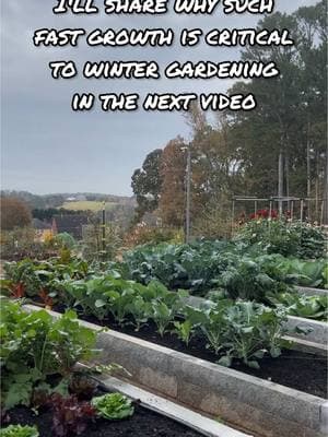 This is the first in a series that shares how I garden through the cooler seasons. Preparation for fall and winter gardening began last September. The raised beds were drained from all the heavy production in the spring and summer months. I didn’t have enough homemade compost to replenish the beds with so I turned to my local supplier of quality compost, @soil3official . I’ve been using Soil3’s Veggie Mix in my raised beds for the past several years. I’m often asked if I have good results with it. My answer is an overwhelming YES! Soil3 Veggie Mix has consistently produced great results for me across all growing seasons and I can’t wait to share more about what it has done for my garden this fall/winter season in upcoming videos. Once the beds were refilled with Soil3 Veggie Mix, I planted two successions of cool season vegetables. The first planting was meant for fall harvest while the second planting was meant for harvest through the winter season. This year, from the time of the first planting, I had about 10 weeks before first frost hit. With the help of Soil3, everything planted for the fall season grew quickly and was ready to be harvested before first frost. In the next video, I’ll discuss why this fast growth fueled by well-fed soil is so critical to success with winter gardening. #soil3 #compost #organiccompost #growyourownfood #homegrown #homestead  #wintergarden #lowtunnel #frostprotection #caterpillartunnel #quickhoops #rowcovers #frostcloth #frostblanket #gardenhacks #atlantagardener #georgiagardener #organicgardener #instagardener #gardensofinstagram #instagarden #hoopbender #emthoops  #farmlife #farmhack