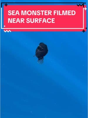 Wait… did we just spot a deep-sea “black sea monster” near the surface?! 😱 Witness this extremely rare humpback anglerfish sighting off Tenerife Island! Get ready for mind-blowing facts about its glowing lure, razor-sharp teeth, and bizarre mating habits. Drop a like if this blew your mind! #deepsea #anglerfish #marinebiology #rarefind #tenerife #oceantiktok #weirdnature #sciencefacts #seamonsters #underwaterworld #seacreatures #animalsoftiktok #foryou #anglerfish #fyp 