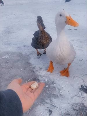 Poopy girl  is stingy 🙆🏻‍♀️🙆🏻‍♀️😅 #lifewithducks #ducklings #winterinmaine #winterinthenorth #country #farm #ducks #raisingducks #ducksnacks 