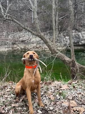 Down on the Richland creek today! #sheddog #shedhunt #shedrally #shedseason #deer #whitetail #lab #foxredlab