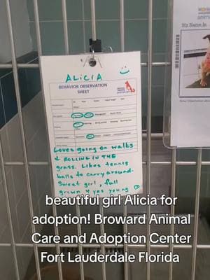 what a pretty girl!! Alicia for adoption! Broward Animal Care and Adoption Center Fort Lauderdale Florida #browardcounty #southflorida #shelterdog #rescueismyfavoritebreed #adoptdontshop #shelterdogsoftiktok #bullybreedsoftiktok #bullybreeds #fosteringsaveslives 