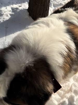 #brodiethesaint #bigdog #dog #dogs #saintbernard 