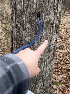 Day 7 of Maple Tapping Season!!!  (This explains why some days we have lots of sap, and other days we have none!) #maplesyrup #maplesyrupseason #mapletapping #mapletoks #homestead 