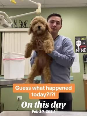 #onthisday #goldendoodle #narcolepticdog #dog #viralvideo #narcolepsy #teamtoast #dogtok #fyp 