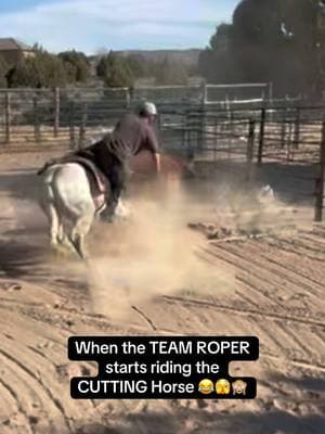 Greys a fun little horse 😂❤️ He will hold the horn next time 😂😂 #roper #teamroper #cutter #cuttinghorse #horses #quarterhorse #cows #cowsoftiktok #funny #cowboy #cowboys #ridinghorses #horse #horsesoftiktok #grey #roughstock #teamroping #cuttinghorsesoftiktok 