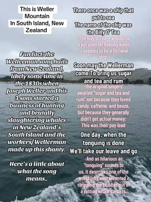 Wellerman song meaning #newzealand #dunedin #whale #shanty #wellerman #southisland #sea 