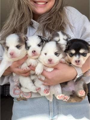 how could i forget them 😱 #fyp #huskypuppy #husky #pomsky #minihusky #puppies 