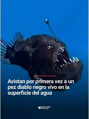 🐡 Avistan por primera vez a un pez diablo negro vivo en la superficie del agua. La ONG Condrik Tenerife grabó al ejemplar de esta especie de pez que habita las profundidades. Creen que es el primer avistamiento de este tipo y desconocen la razón por la cual se encontraba en la superficie. #Pez #PezDiablo #Mar #Agua #CondrikTenerife #UniNoticias #UnivisionNoticias 