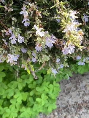 🐝 enjoying the rosemary out front !  #bees #beetok #pollenators #rosemary #garden #nature #benificialinsects #relax #zen 