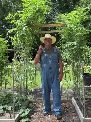 People were asking for more information about the Gothic-window Trellis or A-Frame version.  Here is a video I did in the Summer! Great for these indeterminate cherry tomatoes! #cattlepaneltrellis #trellis 