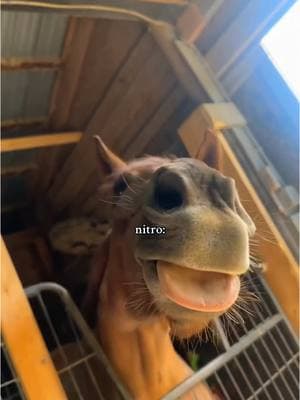 sorry but no it’s where I escape ppl & college🫣 #nitrojp #horse #eq #warmblood #kwpn #dutchwarmblood #equestrian #horseaesthetic #horsesounds #horsegirl #horseaudio #lipsyncsounds #horsesoftiktok #chestnuthorse #lovehorses #flatwork #dressage #hunterhorse #jumperhorse #hunterjumper #horsetraining #babyhorse #horselove #horsebestfriend  #showjumpers #warmbloodjumper #equestrianaudios #horsegirlsounds #equestriansounds #editsounds #babyhorsetraining #equestrianrelatable #equestrianreposts #horsereposts #universityofsouthcarolina #collegeequestrian #funnyhorse #donotcometomytown 