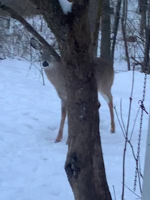 Buck shenanigans! Scout lost his other little antler! They fight over the bird feeder and I don’t blame them. This has been a terrible winter. #deertok🦌 #bucks #crazyboys #mybackyard #fyp #vegan #wintervibes #myheartandsoul 