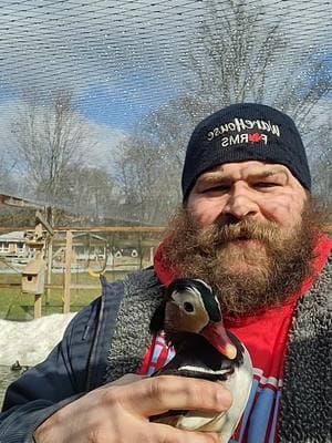 #warehousefarms #SmallBusiness #fyp #foryou #waterfowl #gamefowl #peafowl #farmlife #duck #aviary #ohio #doingwhatilove #mandarinduck #crazyweather #loveisintheair #cold #freezing #ice #thattimeoftheyear #breedingseason #maplesyrup #sapseason #maplesyrupseason #farmtok 