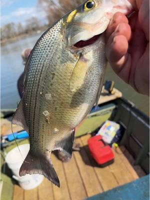 Catching my normal dinner #fyp #catchcleanandcook #beardedfisherman #fishing #fish 