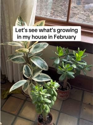 Here is everything that is growing in my house in February 🌱 what do you have growing right now?  ##gardening##gardentok##seedstarting##seedlings##houseplants##fyp