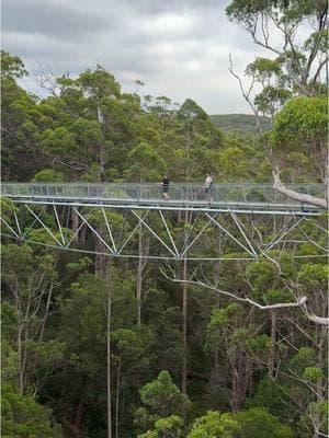 I finally understand what @Taylor Swift was talking about when she said “please picture me in the trees” 😍🤌✨ #swiftok #americaninaustralia #inmyfolkloreera #valleyofthegiantstreetopwalk 