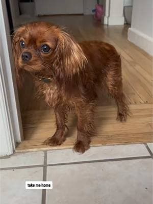 over the rain #cavalierkingcharles #cavalierkingcharlesspaniel #cavalier #cavalierpuppy #cavalierlove #cavaliersoftiktok #puppytok #sanfrancisco #sfpup