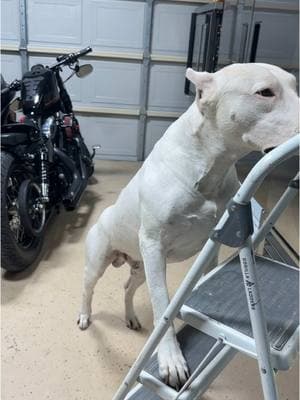 #foryou #fyp #motorcycle #harleydavidson #sportster48 #bmmc #dogoargentino #Dogo #dogs #dogsoftiktok 