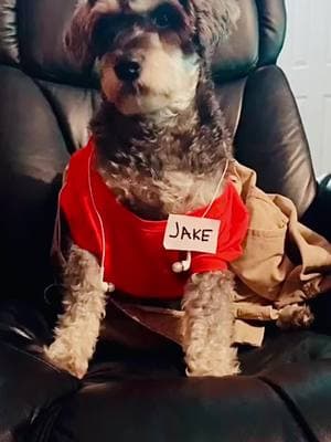 That one time Ralph dressed up as #jakefromstatefarm #dogmode #dogs #funnydogvideos #dogsoftiktokviral 